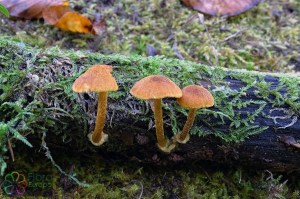 Pholiota subochracea (1).jpg_product_product